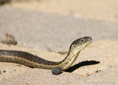 Thamnophis hammondii