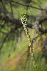 Boechera retrofracta