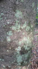 Lecanora thysanophora