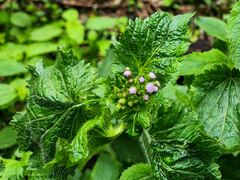 Ageratum