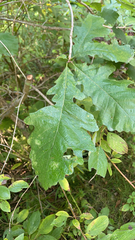 Quercus macrocarpa