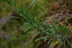 Boechera retrofracta