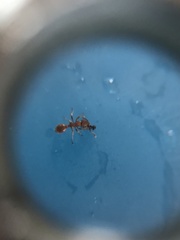 Temnothorax schaumii