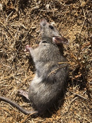 Rattus rattus