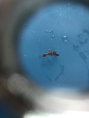 Temnothorax schaumii