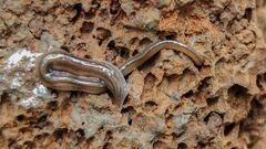 Endeavouria septemlineata