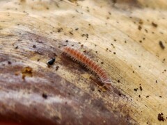 Pyrgodesmidae