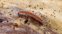 Pyrgodesmidae