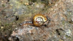 Ovachlamys fulgens