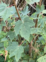 Acer rubrum