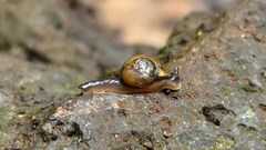 Ovachlamys fulgens