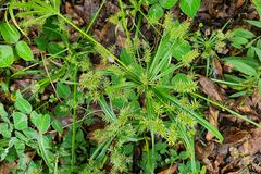 Cyperus