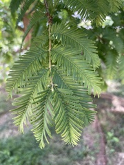 Metasequoia