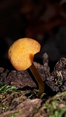 Pluteus chrysophlebius