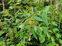 Buddleja asiatica