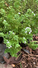 Ocimum basilicum