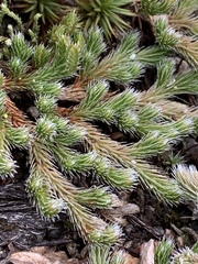 Selaginella rupestris