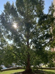 Metasequoia