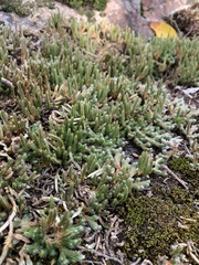 Selaginella rupestris