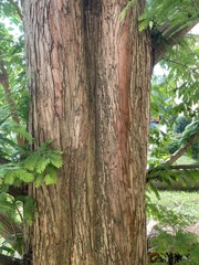 Metasequoia