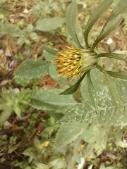 Bidens tripartita