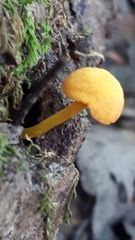 Pluteus chrysophlebius