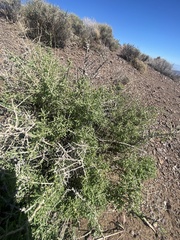 Atriplex confertifolia