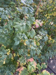 Ribes sanguineum