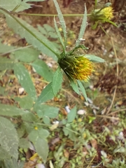 Bidens tripartita