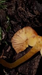 Pluteus chrysophlebius
