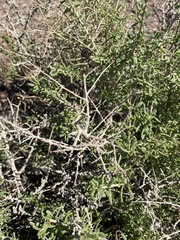 Atriplex confertifolia