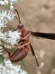 Polistes carolina