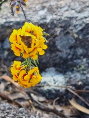 Dillwynia rupestris