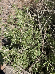 Atriplex confertifolia