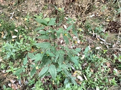 Bidens tripartita