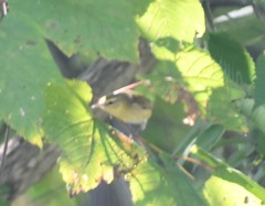 Leiothlypis peregrina