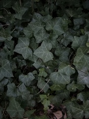 Hedera