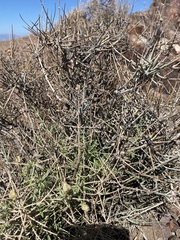 Scutellaria mexicana