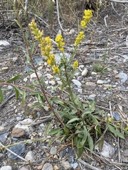 Solidago spathulata