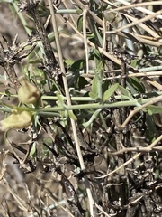 Scutellaria mexicana