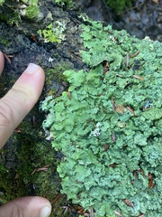 Ricasolia quercizans