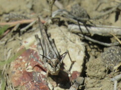 Trachyrhachys
