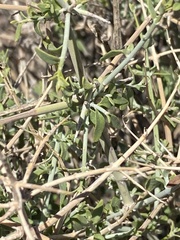 Scutellaria mexicana