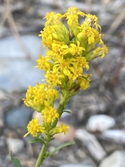Solidago spathulata