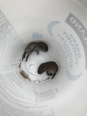 Microtus pennsylvanicus