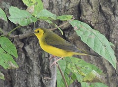 Setophaga citrina