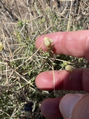 Scutellaria mexicana