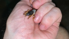 Gryllotalpa orientalis