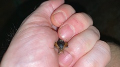 Gryllotalpa orientalis