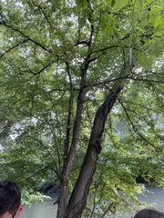 Carpinus